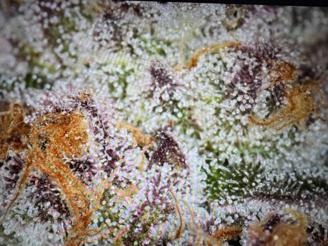 🍊 Orange. Week 11