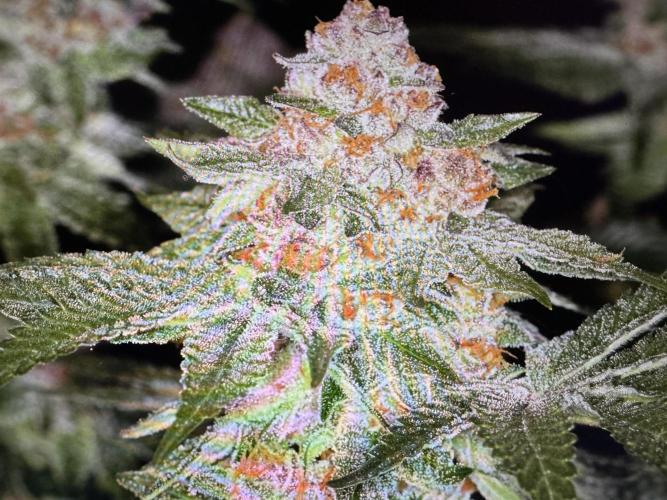 🍊 Orange. Week 11