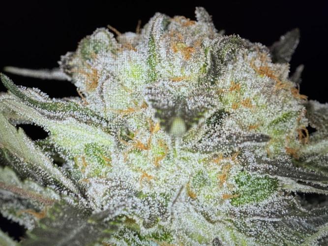 🍊 Orange. Week 11