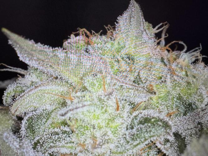 🍊 Orange. Week 11