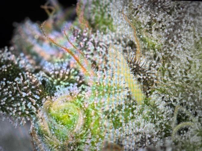 🍊 Orange. Week 11