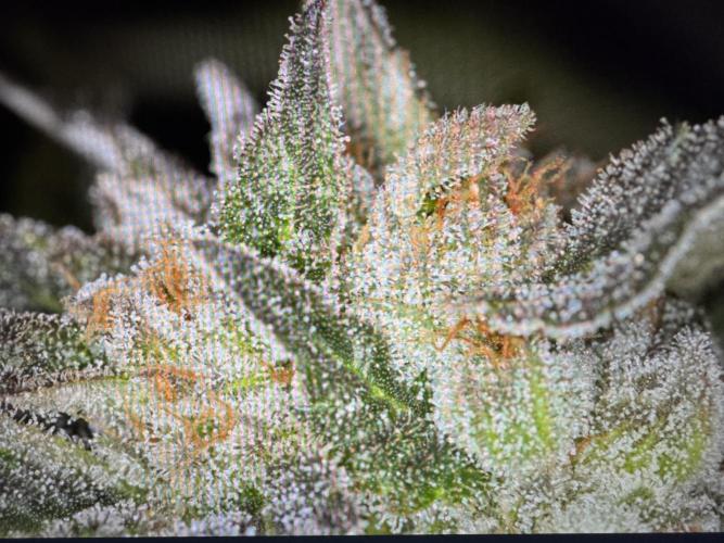 🍊 Orange. Week 11