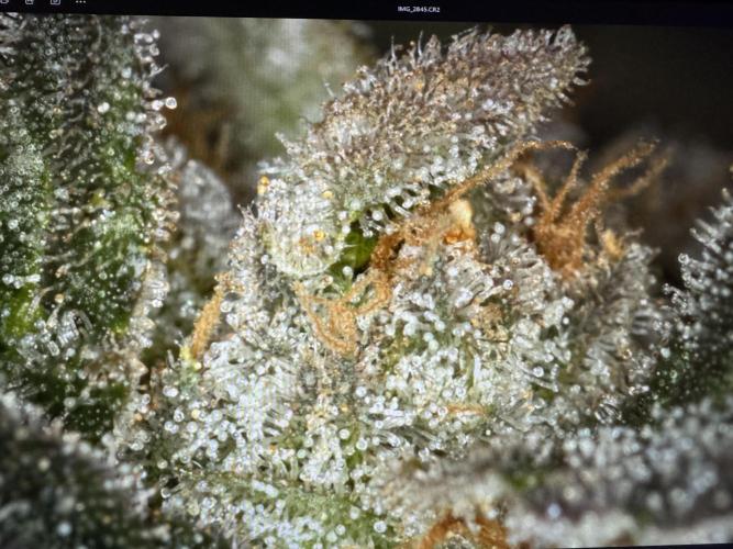 🍊 Orange. Week 11