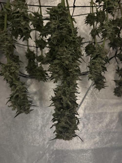 🍊 Orange. Week 12