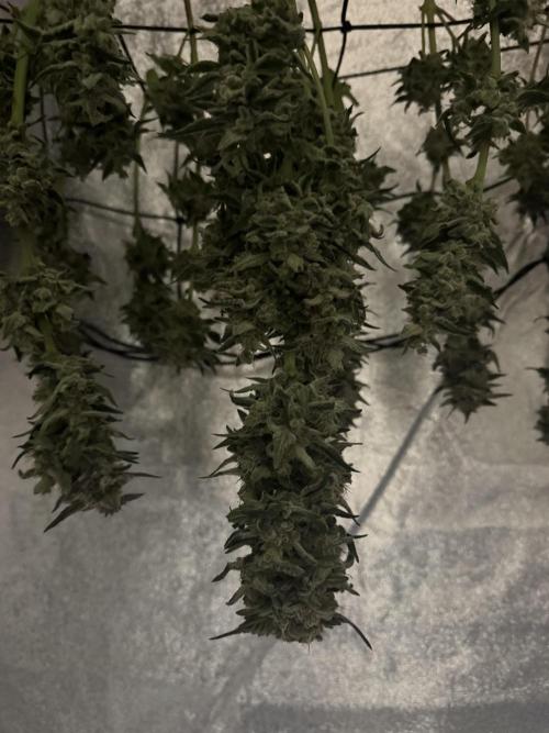 🍊 Orange. Week 12