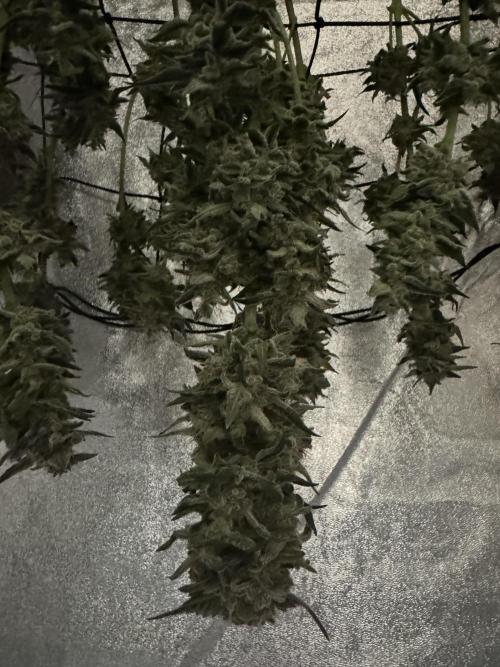 🍊 Orange. Week 12