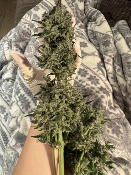 🍊 Orange. Week 12