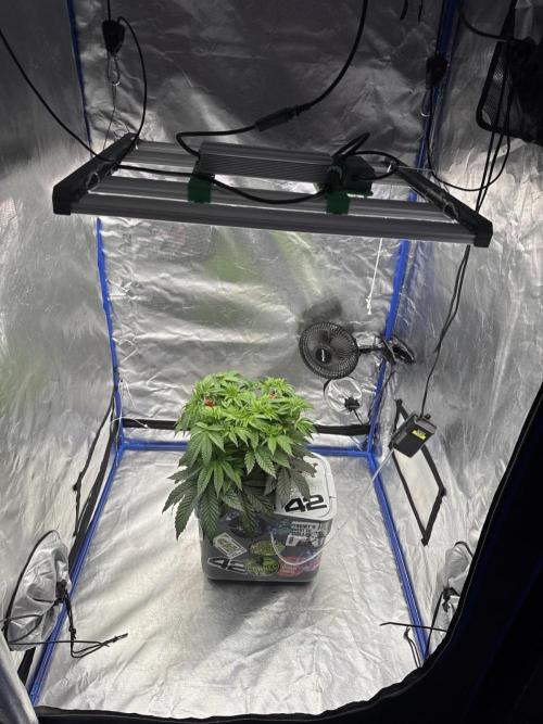 Hydro. Week 6 - Sie ist in ein größeres Zelt gezogen 