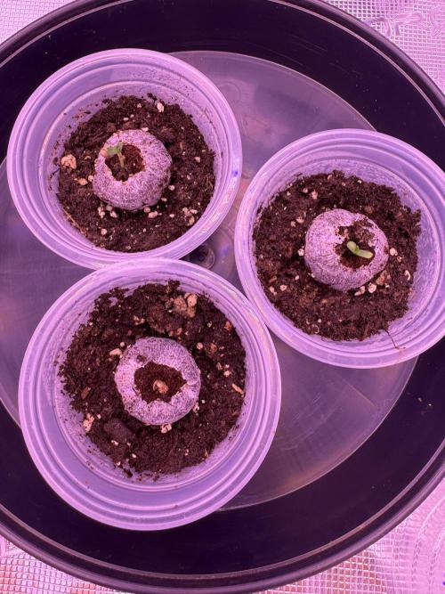 Rainbow Chimera. Week 1