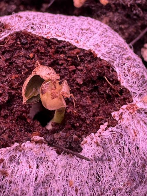 Rainbow Chimera. Week 1