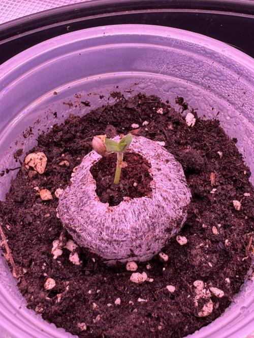 Rainbow Chimera. Week 1