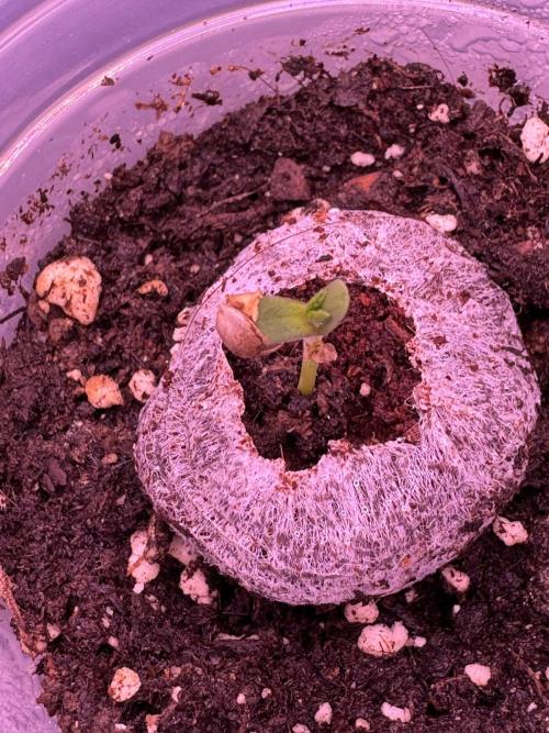 Rainbow Chimera. Week 1