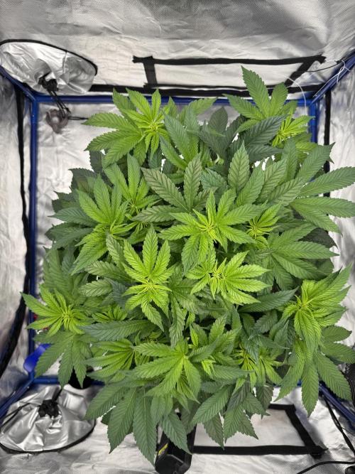 Hydro. Week 7