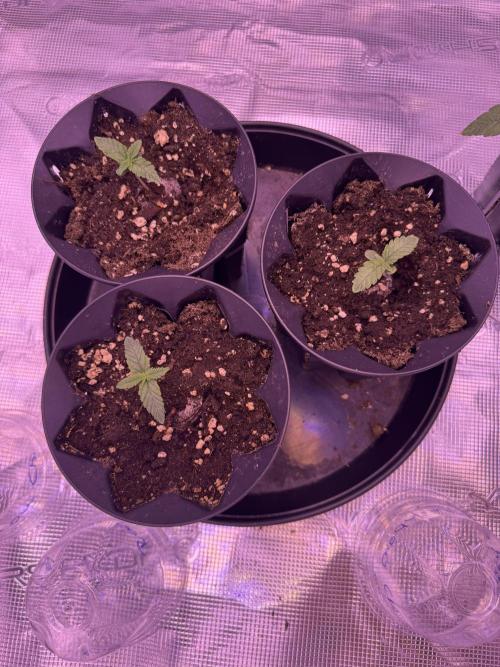 Rainbow Chimera. Week 1