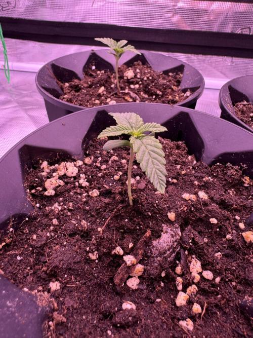 Rainbow Chimera. Week 1