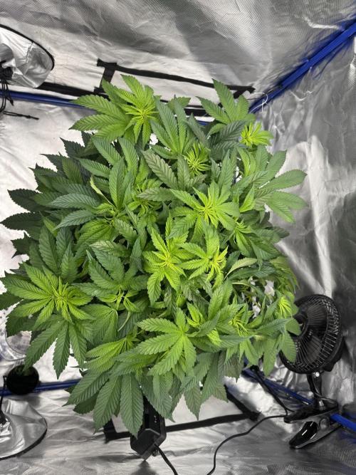 Hydro. Week 7