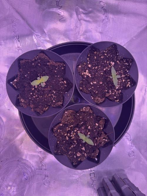 Rainbow Chimera. Week 1