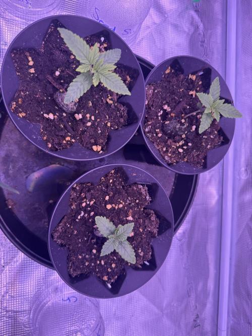 Rainbow Chimera. Week 2