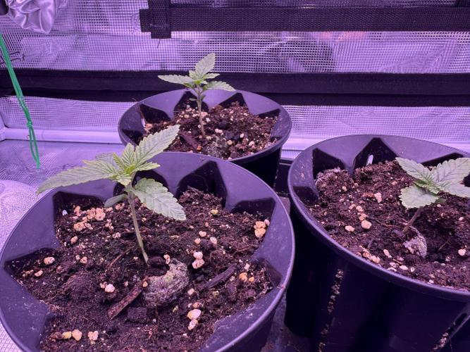 Rainbow Chimera. Week 2