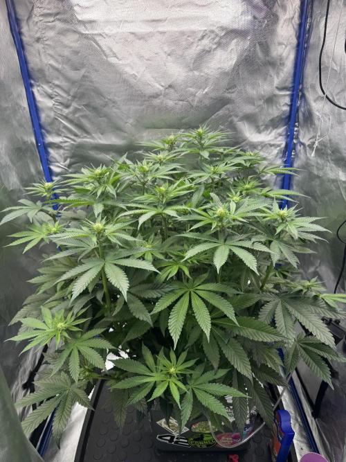 Hydro. Week 9