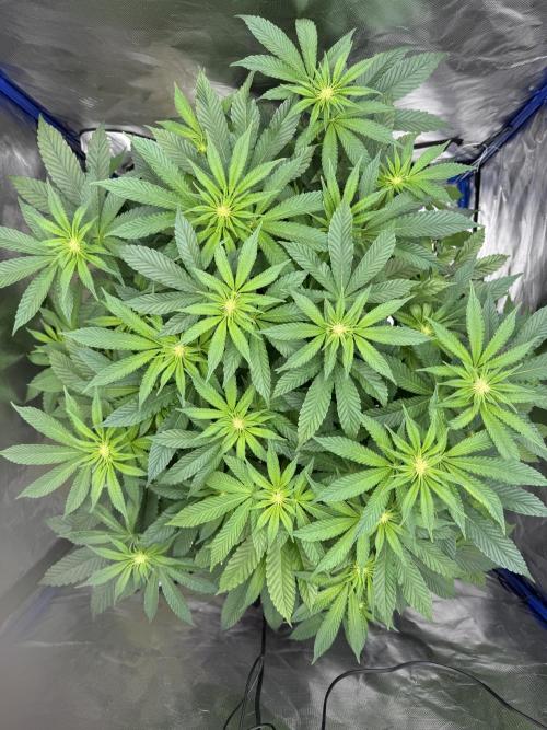 Hydro. Week 9