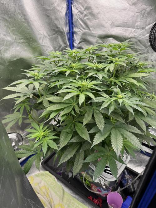 Hydro. Week 9