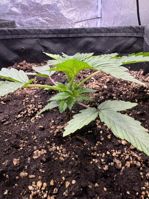 Rainbow Chimera. Week 3