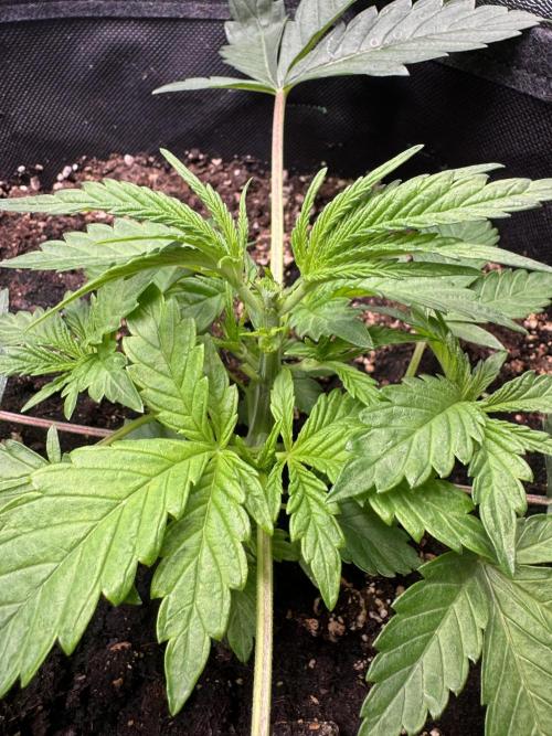 Rainbow Chimera. Week 4