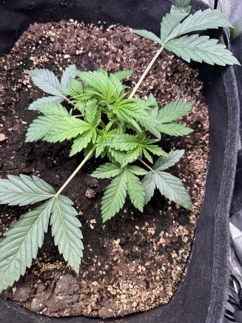 Rainbow Chimera. Week 4