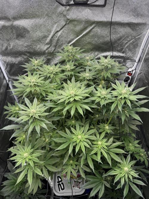 Hydro. Week 10