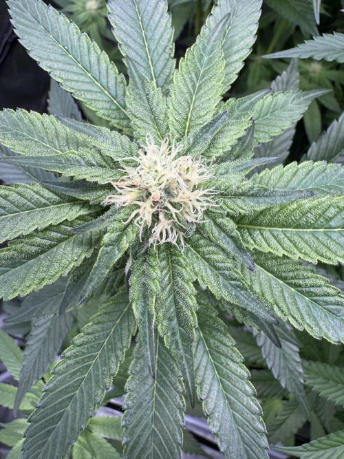 Hydro. Week 10