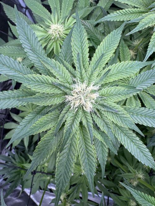 Dulce Dreams. Week 10