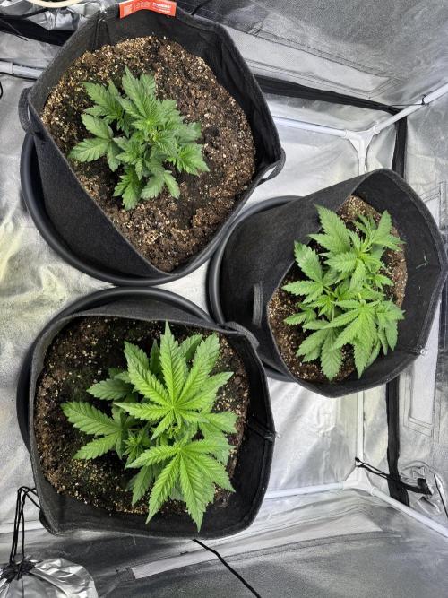 Rainbow Chimera. Week 5