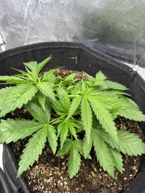 Rainbow Chimera. Week 5