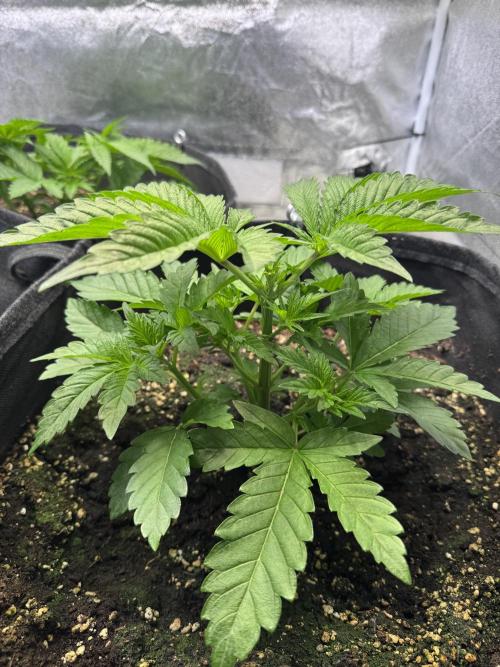 Rainbow Chimera. Week 5