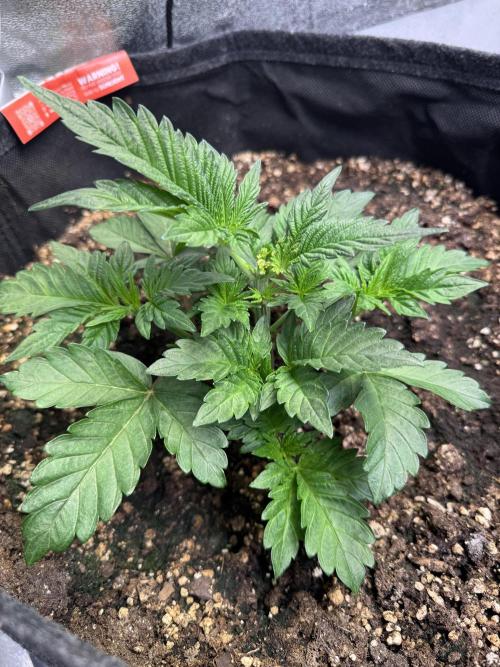 Rainbow Chimera. Week 5