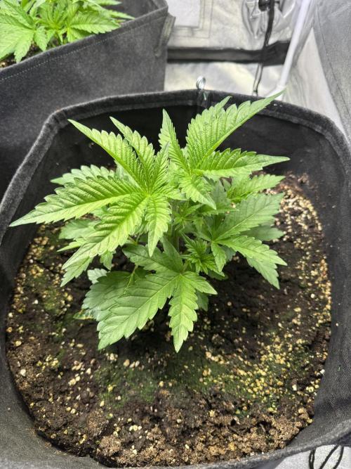 Rainbow Chimera. Week 5