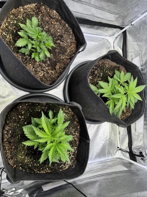 Rainbow Chimera. Week 5