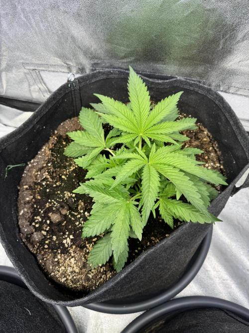 Rainbow Chimera. Week 5