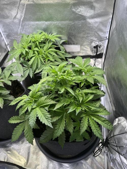 Rainbow Chimera. Week 6