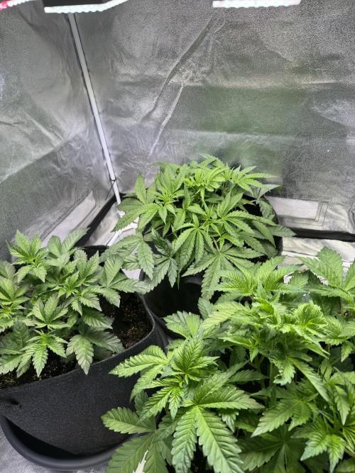 Rainbow Chimera. Week 6