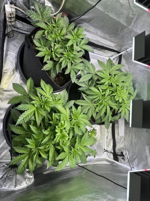 Rainbow Chimera. Week 6