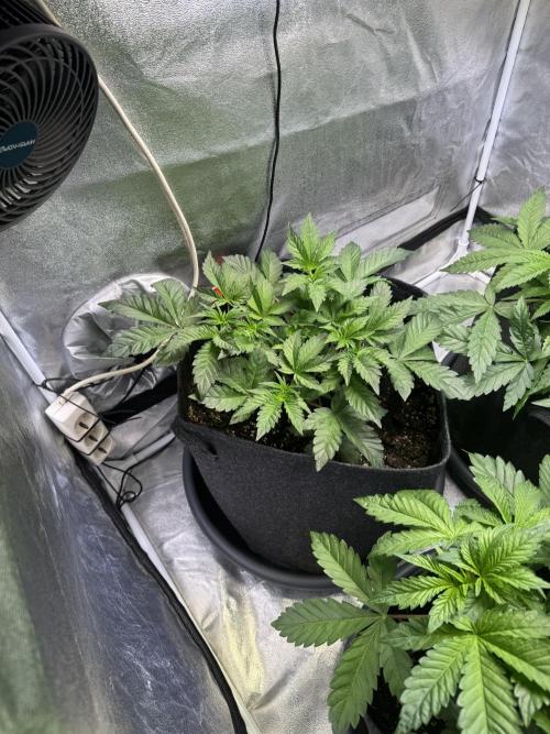 Rainbow Chimera. Week 6