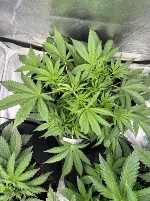 Rainbow Chimera. Week 7