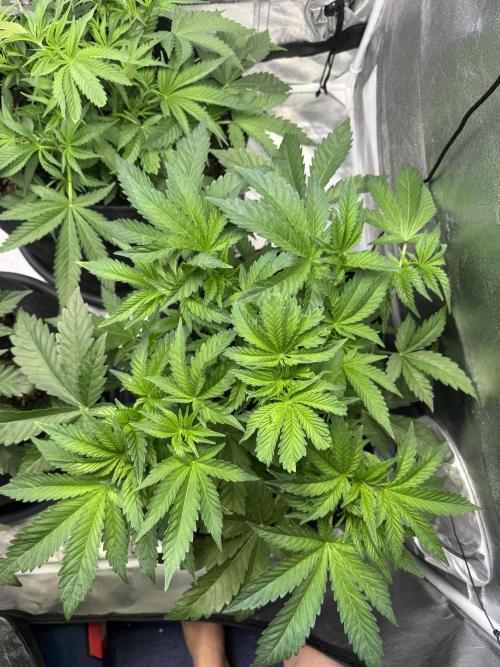 Rainbow Chimera. Week 7