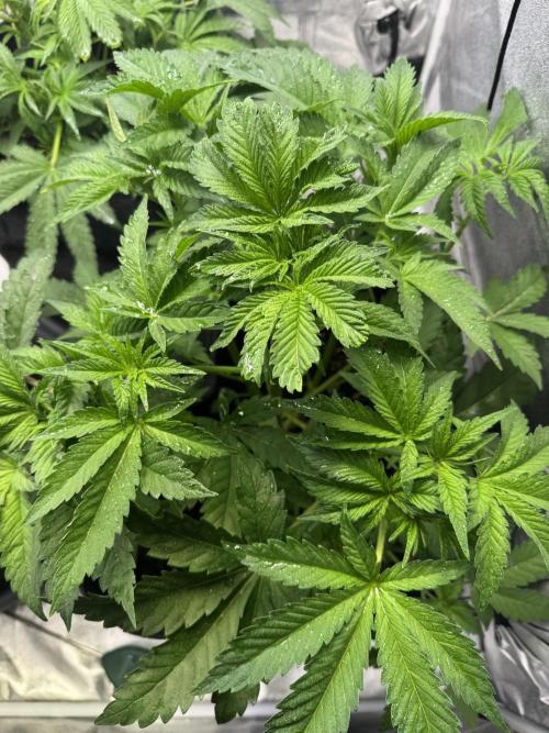 Rainbow Chimera. Week 7
