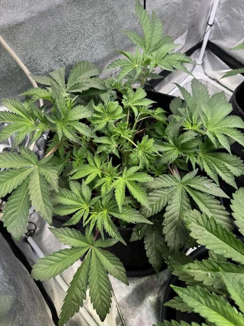 Rainbow Chimera. Week 7