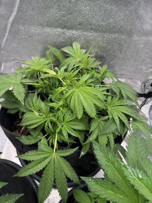 Rainbow Chimera. Week 7