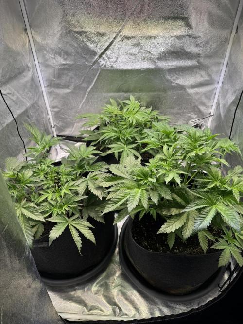 Rainbow Chimera. Week 7