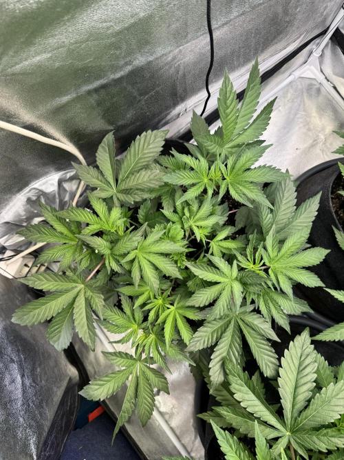 Rainbow Chimera. Week 7